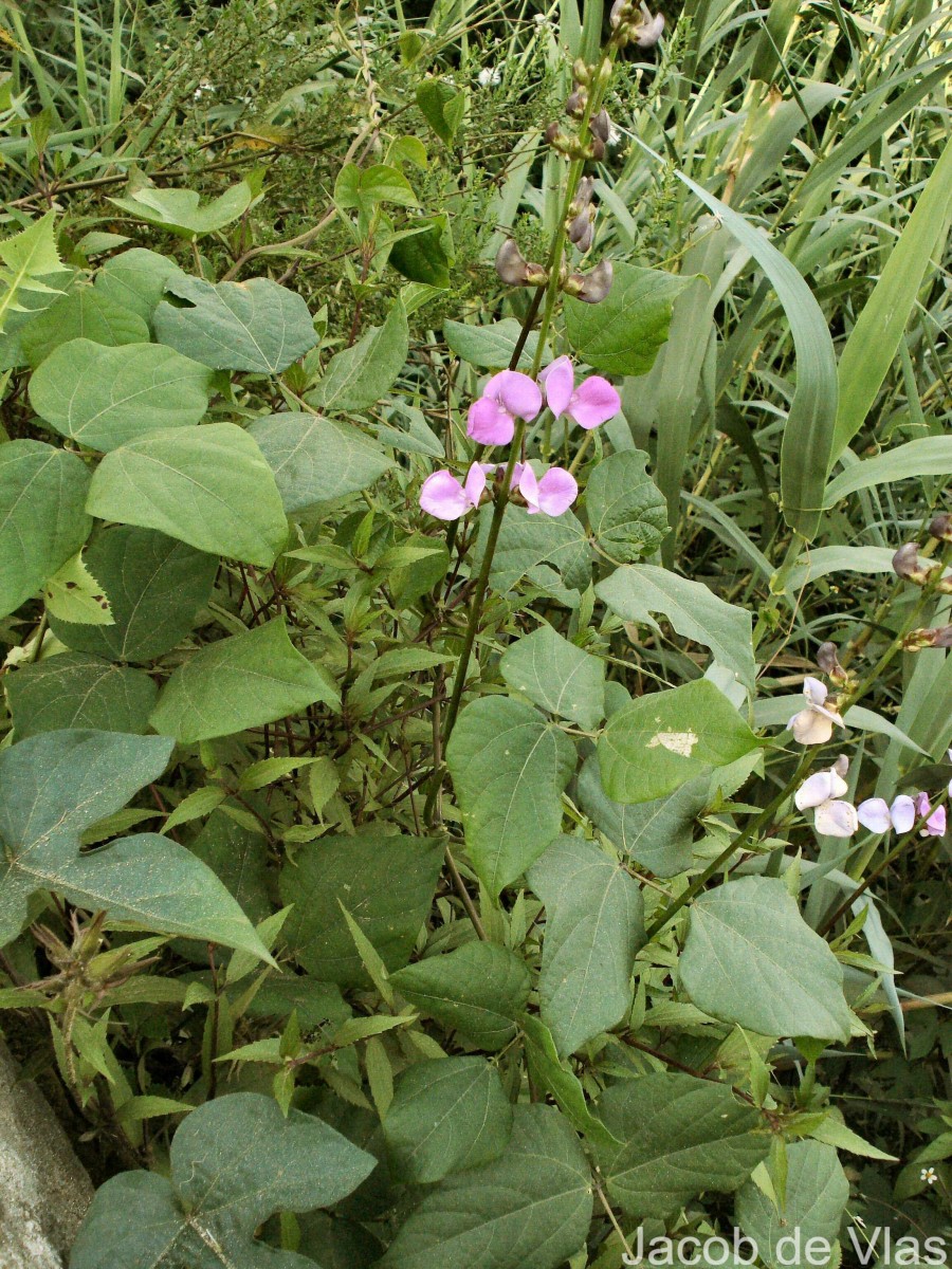 Lablab purpureus (L.) Sweet